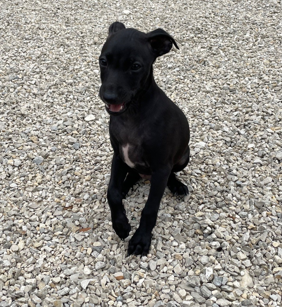 du domaine de Peyrazet - Chiots disponibles - Petit Levrier Italien
