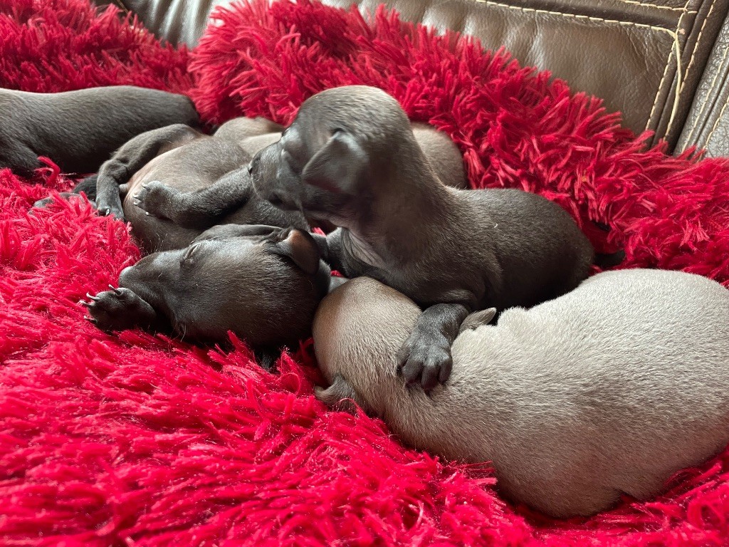 du domaine de Peyrazet - Chiots disponibles - Petit Levrier Italien
