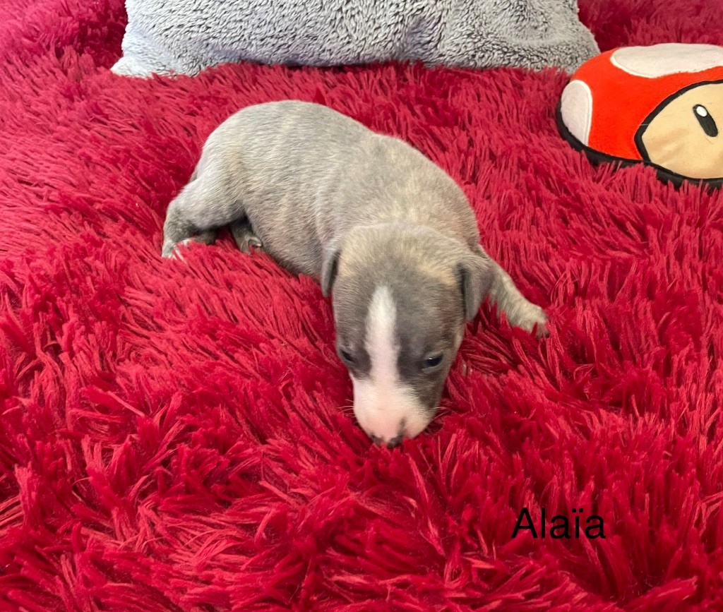 du domaine de Peyrazet - Chiots disponibles - Whippet