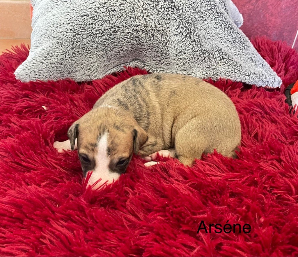 du domaine de Peyrazet - Chiots disponibles - Whippet