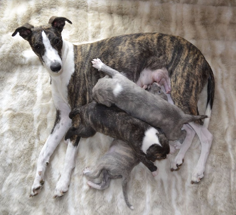 Chiot Whippet du domaine de Peyrazet