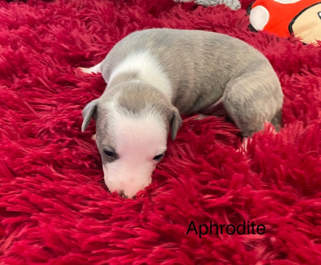 du domaine de Peyrazet - Chiots disponibles - Whippet