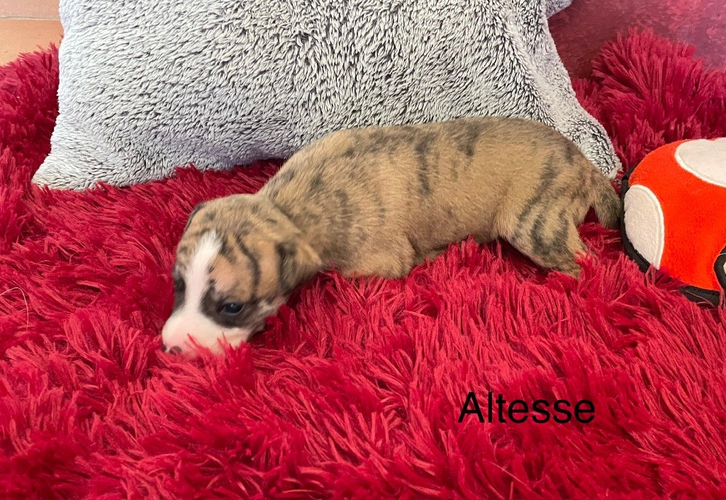 du domaine de Peyrazet - Chiots disponibles - Whippet