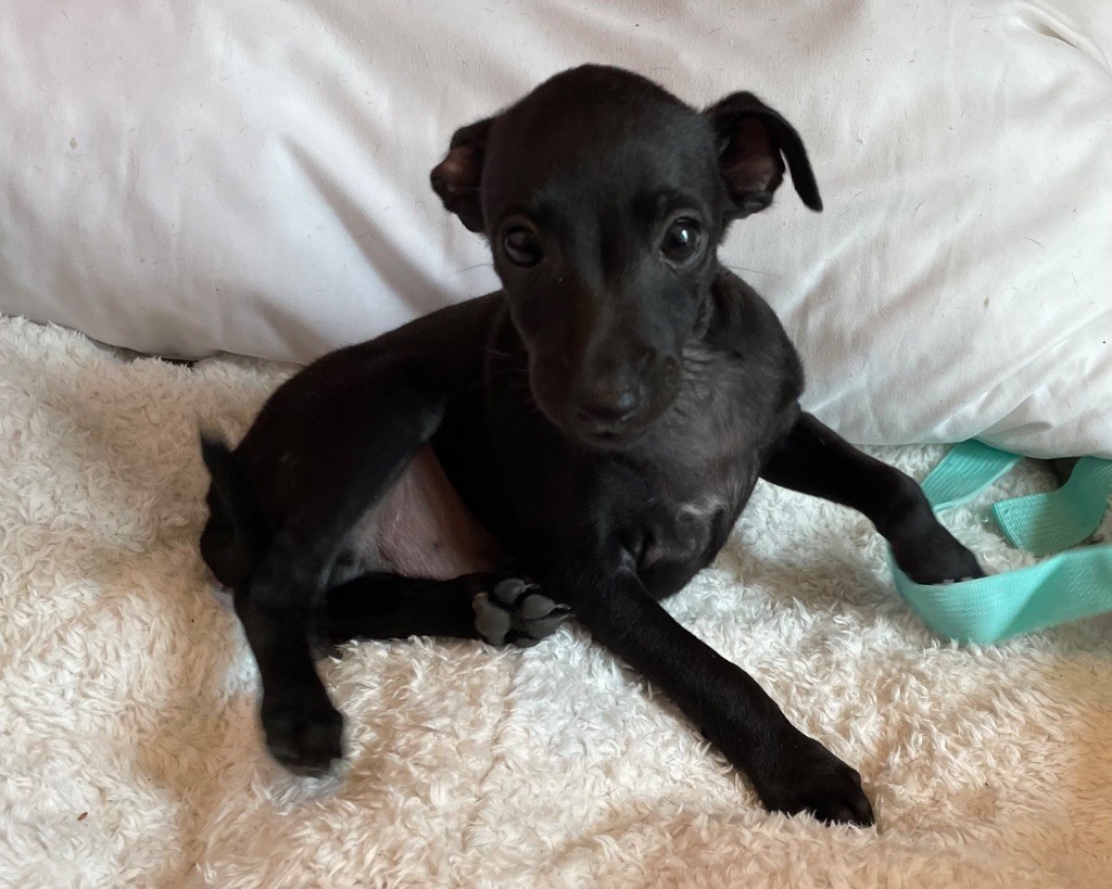 du domaine de Peyrazet - Chiots disponibles - Petit Levrier Italien