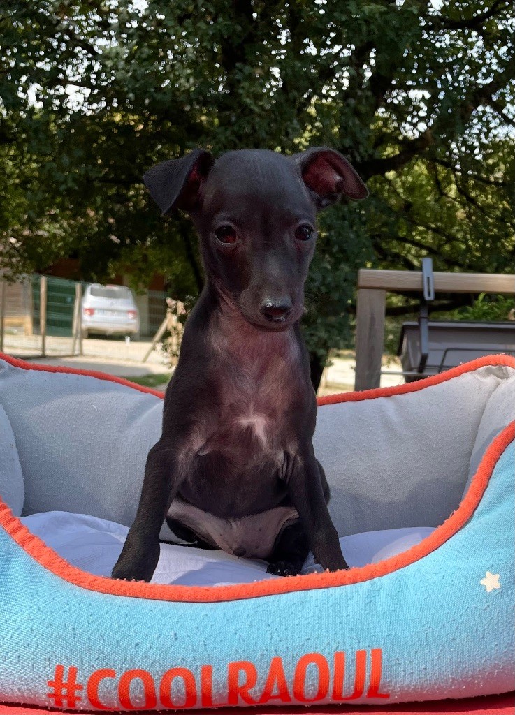 du domaine de Peyrazet - Chiots disponibles - Petit Levrier Italien