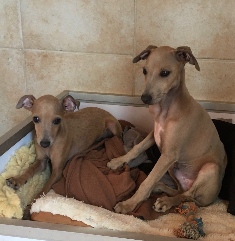 Chiot Petit Levrier Italien du domaine de Peyrazet